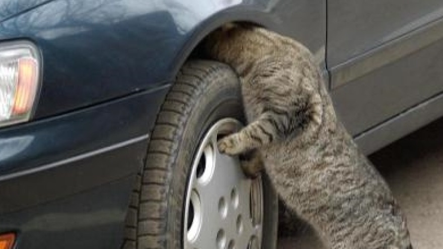Ямальский котенок проехал сотни километров под днищем автомобиля и добрался до Югры 