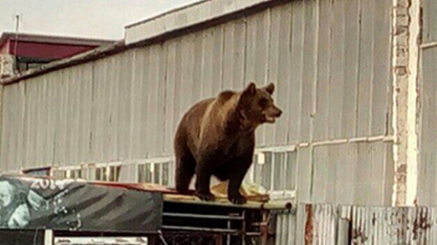 Видео собака привела медведей. Машка медведь в поселке Тасинском. Футбола медведь хозяин дорог.