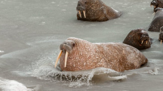 Около 2 тысяч моржей: в ЯНАО ученые изучают единственное в мире материковое лежбище 