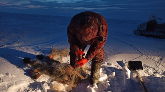Муксуны, осетры, нельма: на Ямале рыбак поймал 50 хвостов запрещенной рыбы