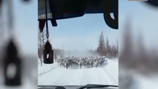 Стадо оленей чуть не затоптало автомобиль на трассе «Надым-Салехард»