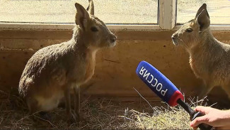 «Зайце-олене-свин»: необычный зверек удивляет посетителей приморского зоопарка