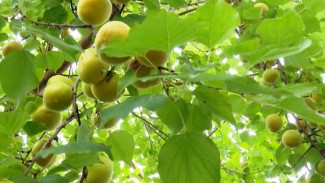 Магаданский фермер выращивает яблоки, груши, вишни и сливу в условиях вечной мерзлоты