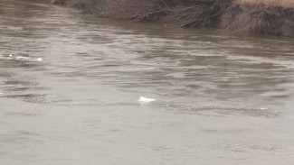 Хабаровский водоем переживает последствия аварии: после ДТП в реке оказались бочки с химикатами