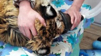 Тигренка, которого нашли в Приморье раненым в голову, благополучно прооперировали