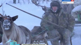В Архангельской области начался перегон оленей на зимние пастбища