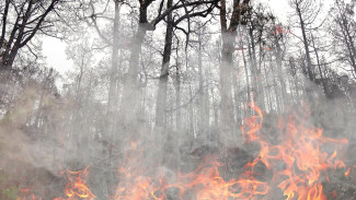 На Ямале 148 спасателей борются с огнем в лесах 