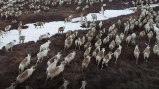 Чумы собраны, аргиш в пути: оленеводы Ямала перегоняют стада на летние пастбища