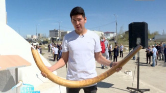 У якутских предпринимателей начали арестовывать бивни мамонта