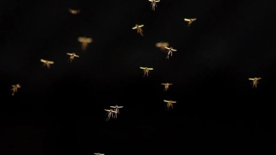 Ждите нашествие комаров: пугающий прогноз ученых