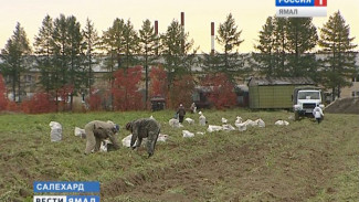 В Салехарде появится тепличный комплекс производительностью до 150 тонн в год