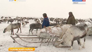 Чиновники Тазовского района обсудили с оленеводами и рыбаками проблемные вопросы