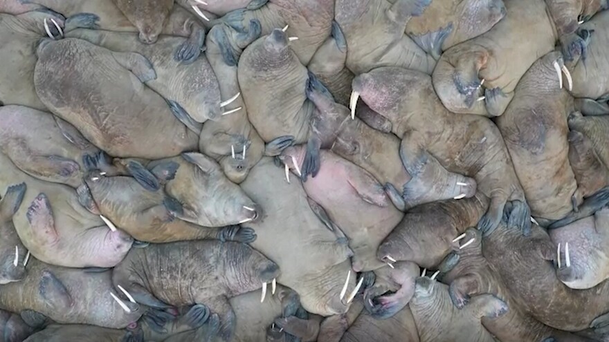 Ученые получили первые сигналы от помеченного моржа с крупнейшего ямальского лежбища