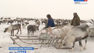 200 тонн мяса - это серьезно. Тазовские аграрии готовятся к забойной кампании-2015