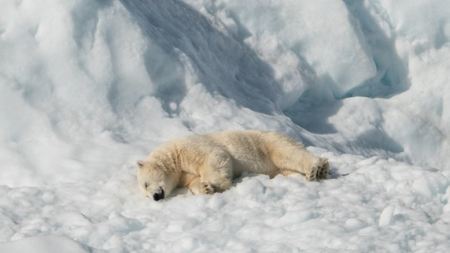 Ученые: нынешнее потепление в Арктике ускорилось на 80 лет 