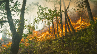 В ЯНАО огонь бушует на 80 гектарах леса 