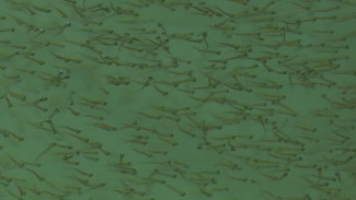 На Собском рыбоводном заводе выклёвываются новая жизнь