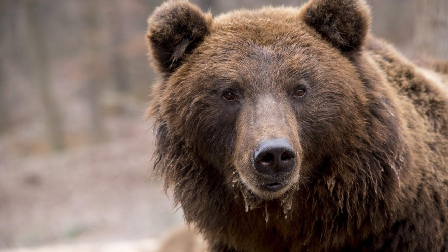 Повстречались с медведем: на Ямале спасатели эвакуировали 2 человек
