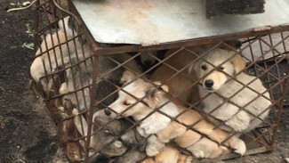 Активисты зафиксировали факт жестокого обращения с животными в Лабытнанги