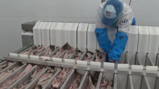 В Коле открылся рыбозавод, вошедший в пятёрку крупнейших фабрик Европы
