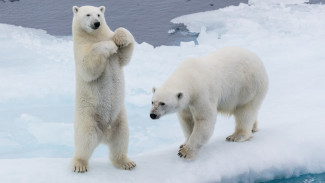 Ученые определят места берлог и изучат пути миграции медведей в Якутии