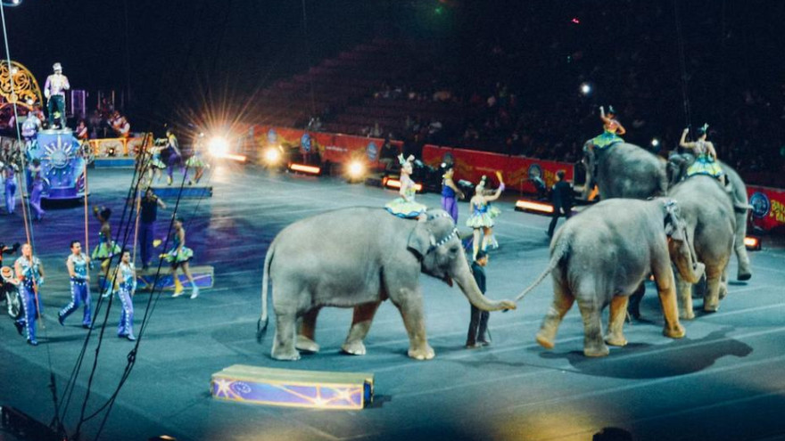 В Госдуму проект о запрете использовать животных в цирковых представлениях 