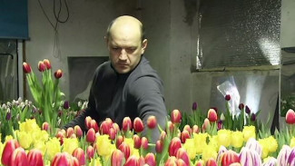 Тысячи сортов и целый ковер тюльпанов: красивое хобби жителя Югры