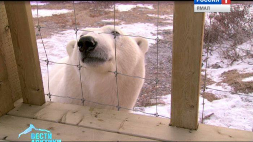 Когда ученые поедут изучать белых медведей на Ямале?