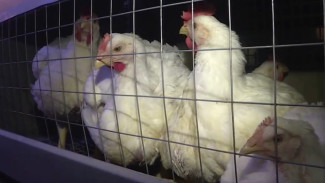 Голландских несушек разводит в суровых арктических условиях простой фермер из Лабытнанги