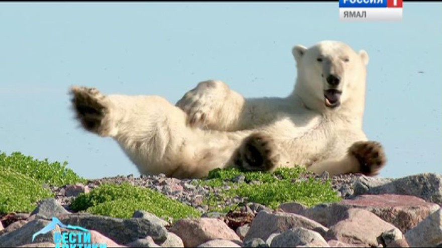 На Чукотке пройдет заседание российско-американской комиссии по белому медведю