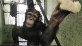 Шимпанзе Анфиса из красноярского зоопарка стала звездой