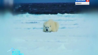 В Хабаровске прописался белый медведь-фигурист Ёши