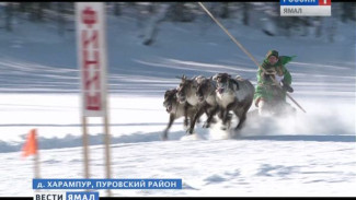 Праздник души, или как харампурские кочевники отметили День оленевода