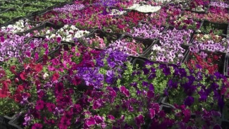 Растительные эксперименты, или яркое лето на Крайнем Севере: посёлок Ханымей расцвёл пышным цветом 
