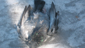 Почему в Надыме массово гибнут голуби? Горожане встревожены