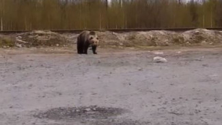 Бурые медведи вышли к людям сразу в нескольких районах Ямала ВИДЕО