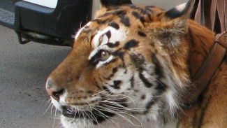 По улицам Владивостока разгуливает амурский тигр