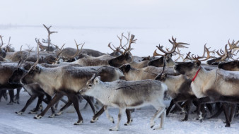 Северные рогачи начали ежегодный бег к зимним пастбищам
