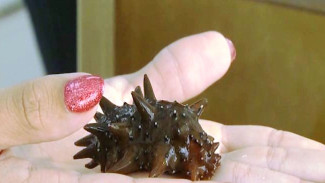 Едят с медом и даже делают косметику: в Приморском крае наращивают экспорт морского огурца