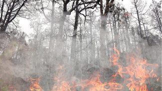 В ЯНАО действует 2 природных пожара на общей площади 178 га