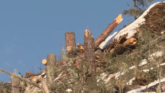 В Хабаровском крае лесничество обвиняют в нарушении технологии заготовки древесины 