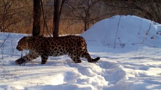 Путёвка в санаторий: дальневосточного леопарда из Приморья отправили на лечение в Москву 