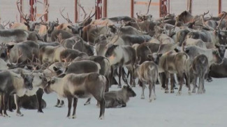 На Ямале стартовала заготовительная кампания: на прилавки попадет только качественная оленина 
