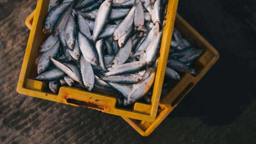 Россия за прошлый год увеличила поставки экспорт рыбной продукции на 5%