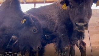 В ямальский природный парк «Ингилор» везут 12 бизонов 