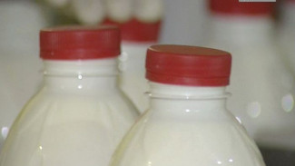В поселке Пурпе будут производить молочную продукцию