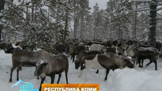 Ямальские олени прижились в Республике Коми, правда их иногда едят медведи