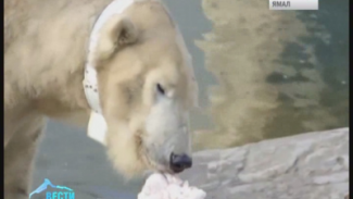 В американском зоопарке появился белый медведь с тягой к науке