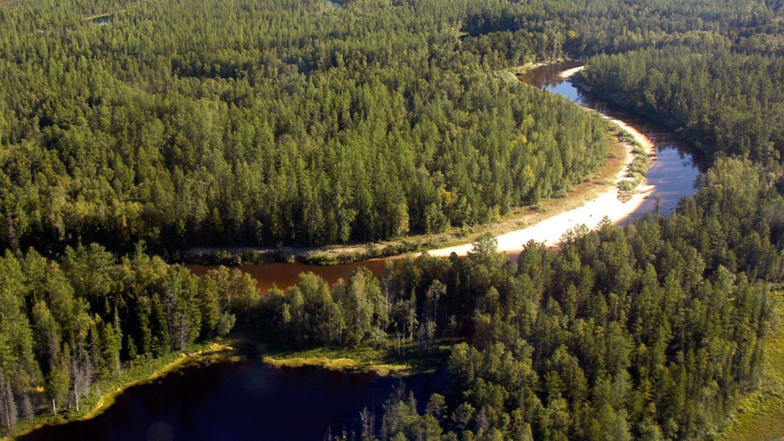 В 2022 году на Ямале восстановили 1760 гектаров леса