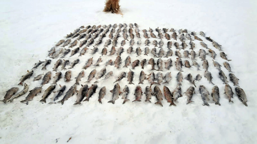 Полумиллионный ущерб: на Ямале будут судить 61-летнего браконьера 